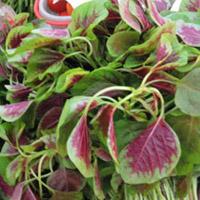 补铁大便黑色正常吗(大便黑色补铁)-硒宝网