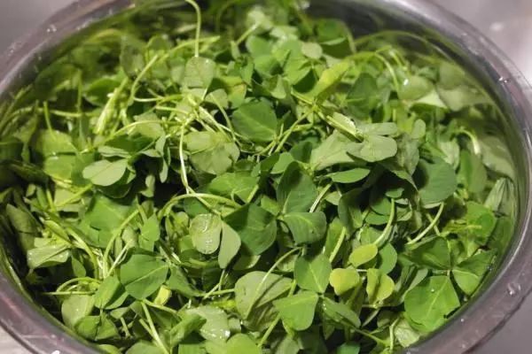 补铁的菜(什么青菜补铁)-硒宝网