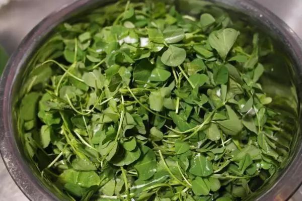 补铁的菜(什么青菜补铁)-硒宝网