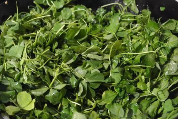 补铁的菜(什么青菜补铁)-硒宝网