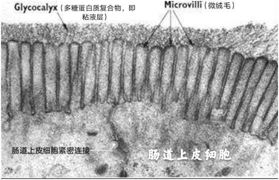 补硒会不会引起过敏（硒与过敏体质）-硒宝网