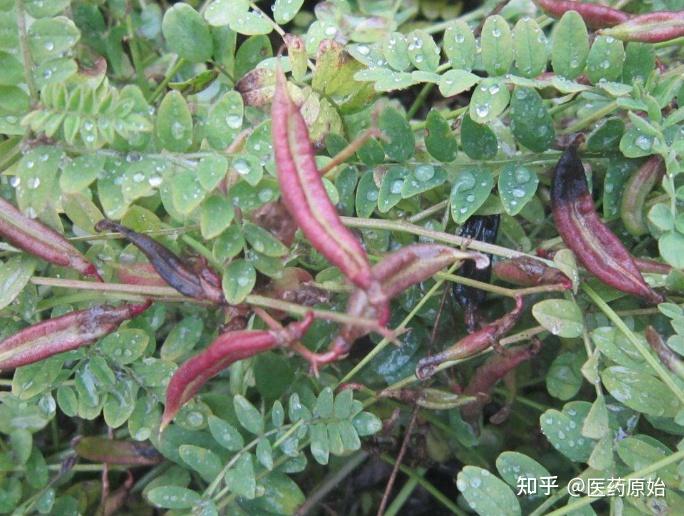 微量元素有(微量元素有必要检查吗)-硒宝网