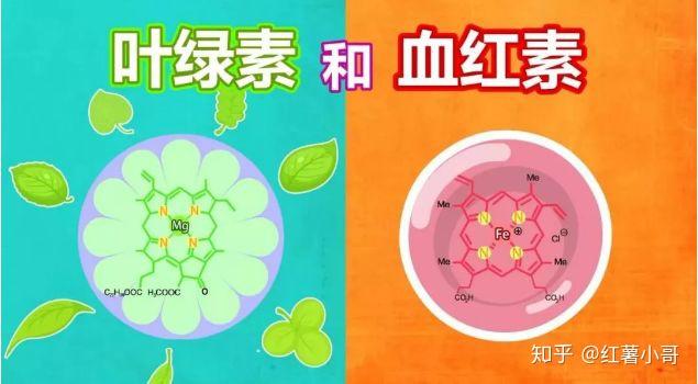 微量元素硒吃什么补(补微量元素硒吃什么药好)-硒宝网