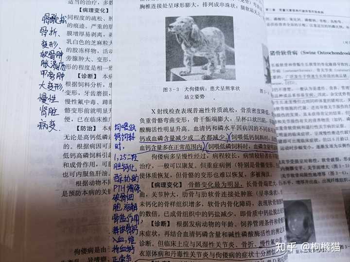 猪崽补硒中毒怎么办(猪补硒中毒怎么办)-硒宝网