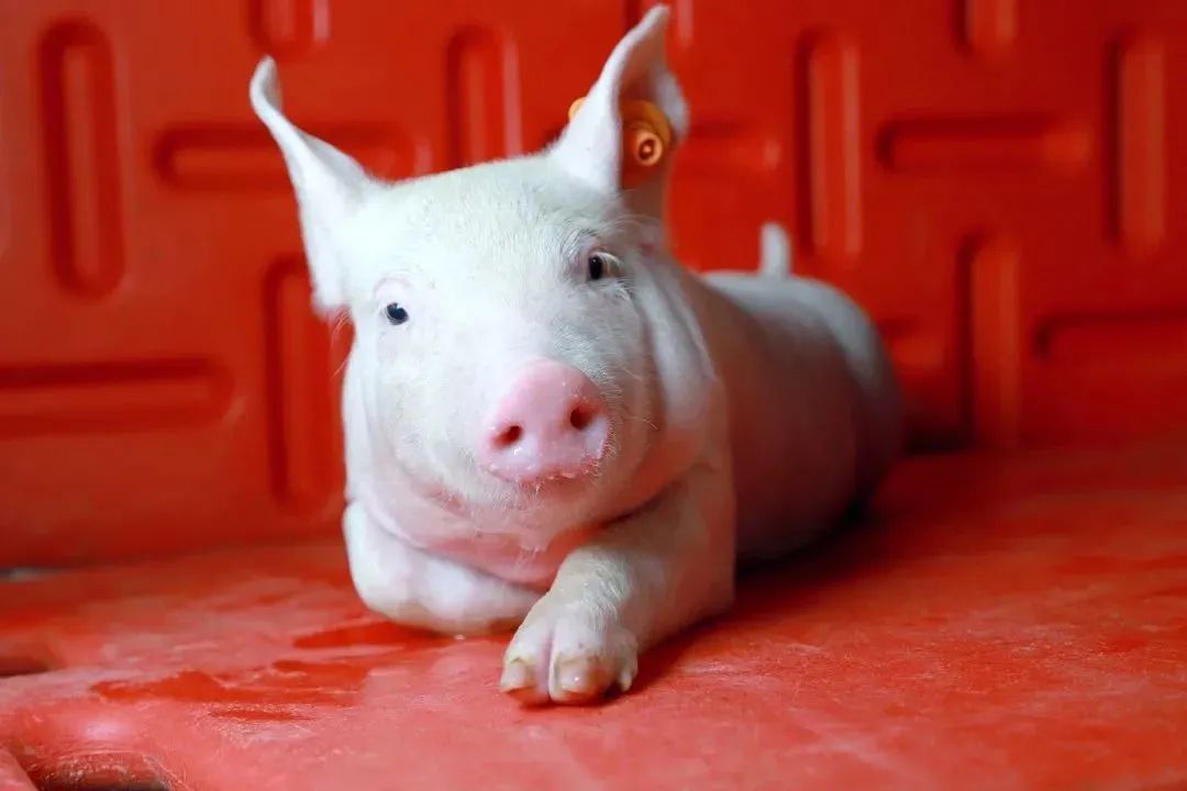 吃甲硝唑可以补硒吗（吃甲硝唑不能晒太阳吗）-硒宝网