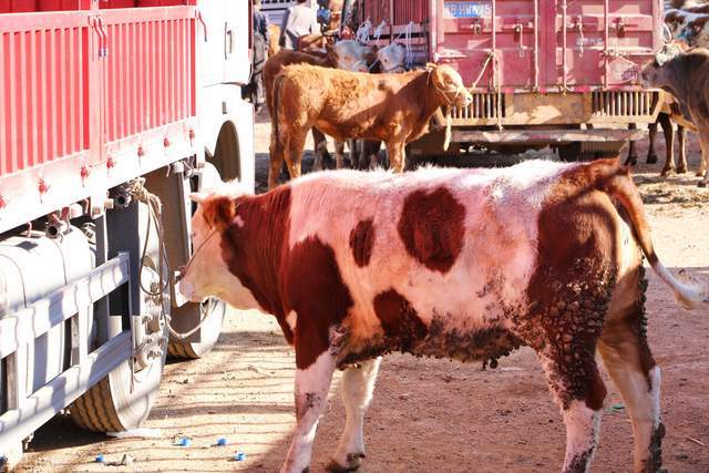 犊牛补铁补硒使用量（牛犊补硒方法）-硒宝网