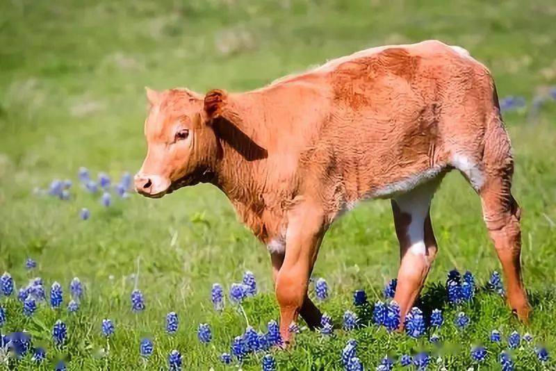 犊牛补铁补硒使用量（牛犊补硒方法）-硒宝网