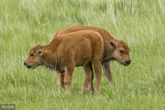 犊牛补铁补硒使用量(牛犊补铁补多少)-硒宝网