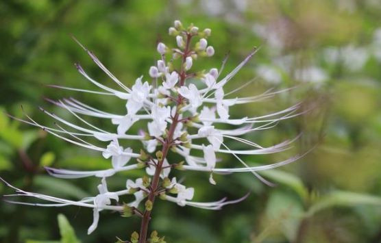 痛风为什么要补硒呢(痛风补硒有好处吗)-硒宝网