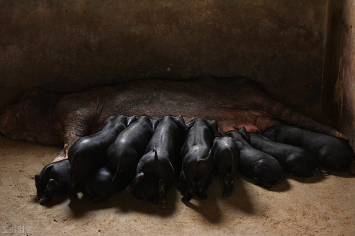 仔猪补硒吐了怎么办(仔猪补硒的作用)-硒宝网