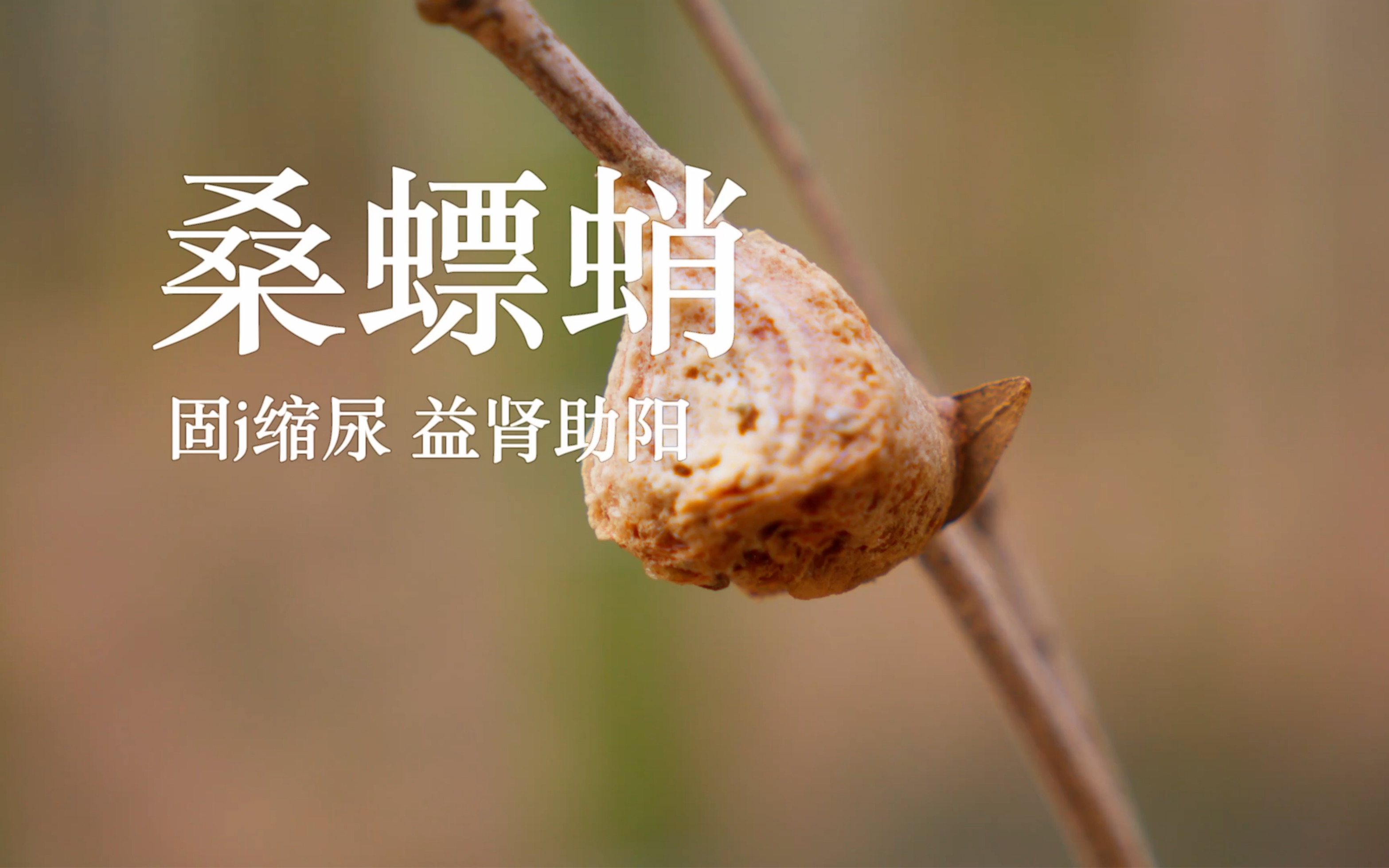 吃桑椹干可以补硒吗(吃桑葚能补肾虚吗)-硒宝网
