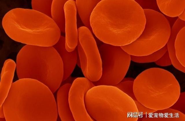 补硒好还是球蛋白好(蛋白硒是补什么)-硒宝网