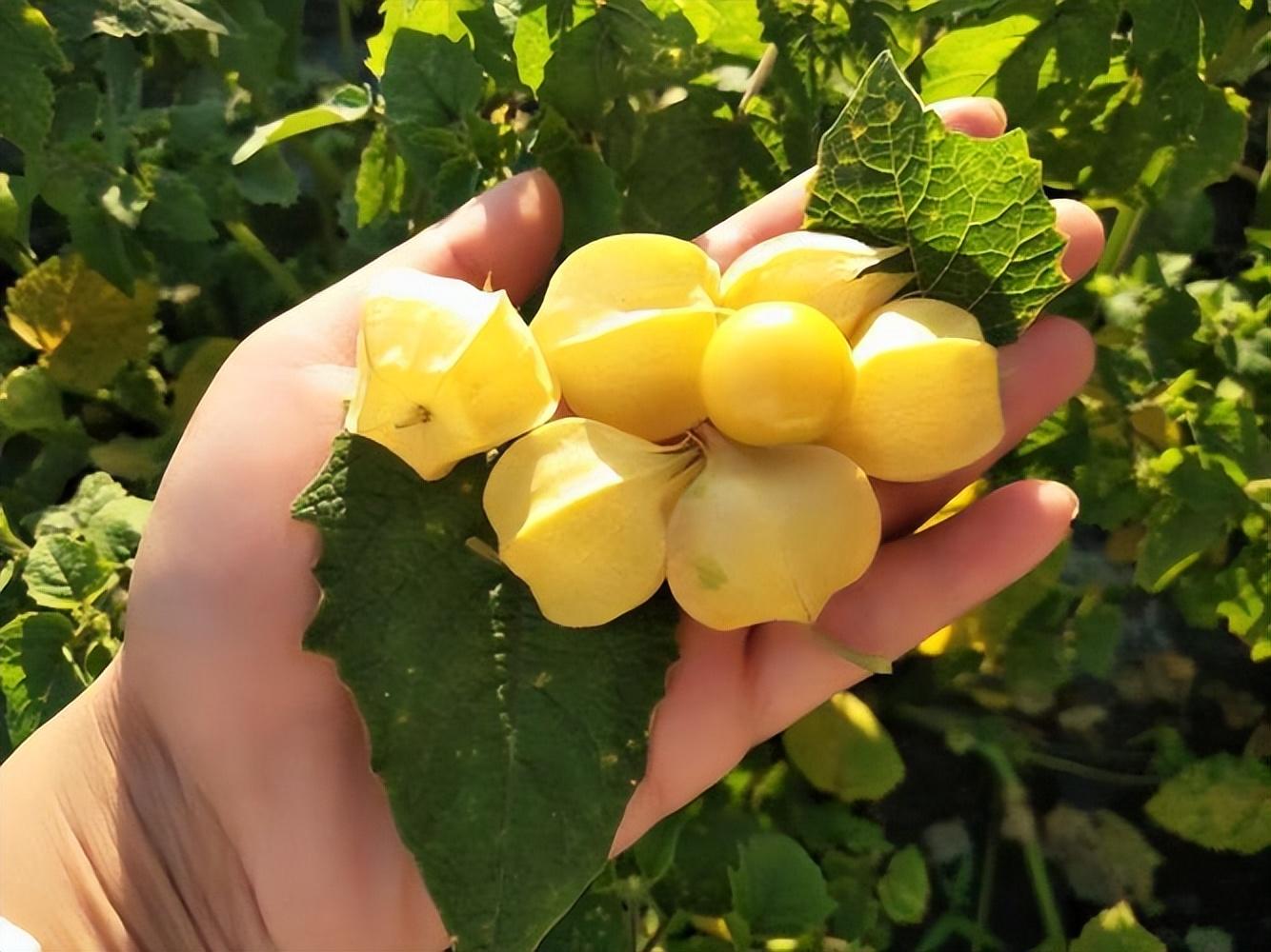 补硒的水果之王是谁（补硒的水果有哪些）-硒宝网