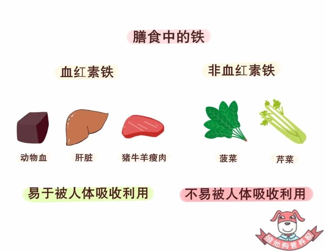 补铁补血最快的食物(补血补铁的食物)-硒宝网
