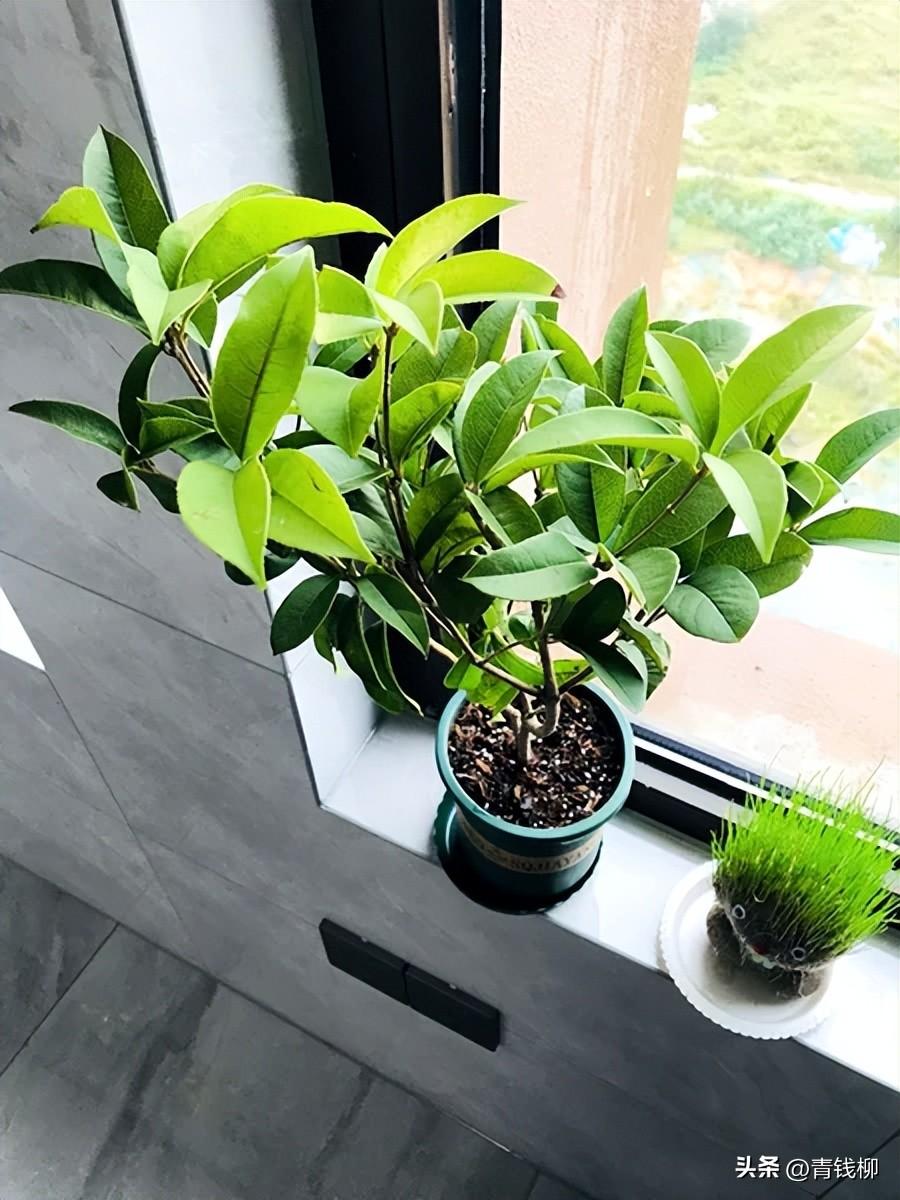 补铁颗粒(补铁颗粒怎么吃法)-硒宝网