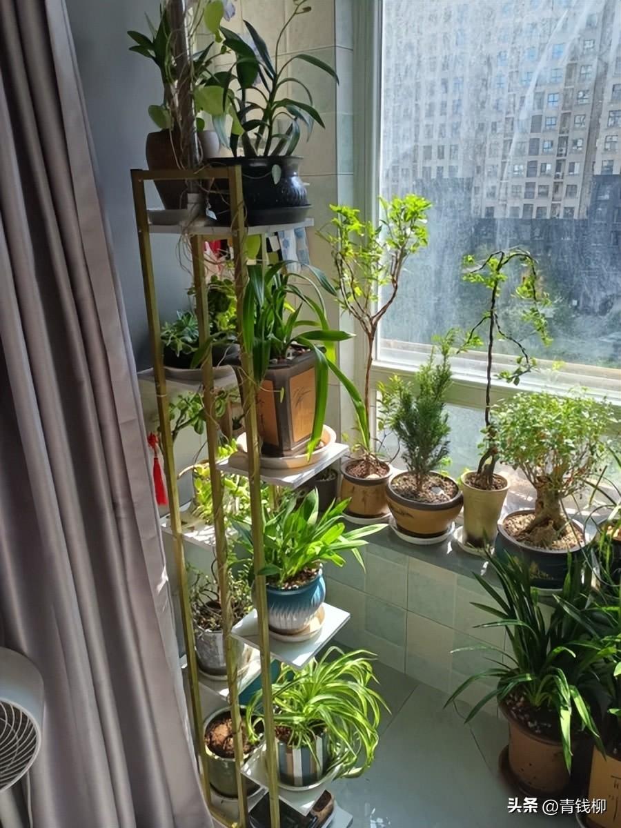 补铁颗粒(补铁颗粒怎么吃法)-硒宝网