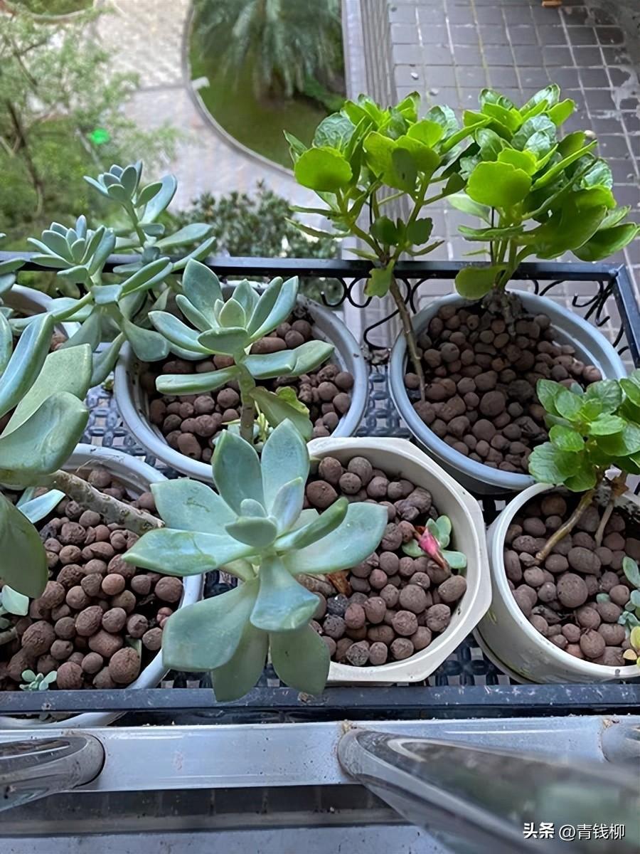 补铁颗粒(补铁颗粒怎么吃法)-硒宝网