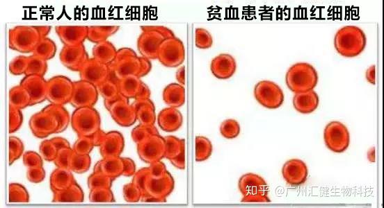 什么食物最补铁(食物补铁补血什么最快)-硒宝网