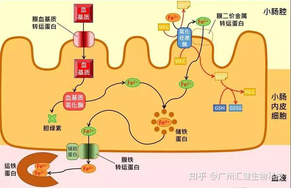 什么食物最补铁(食物补铁补血什么最快)-硒宝网