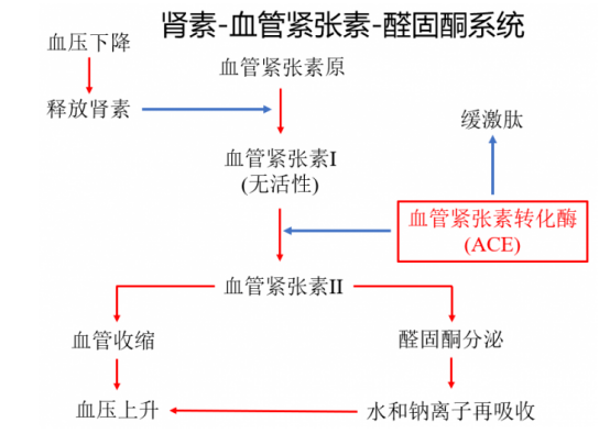 低钠血症怎么补钠(低钠血症补钠补不上去)-硒宝网