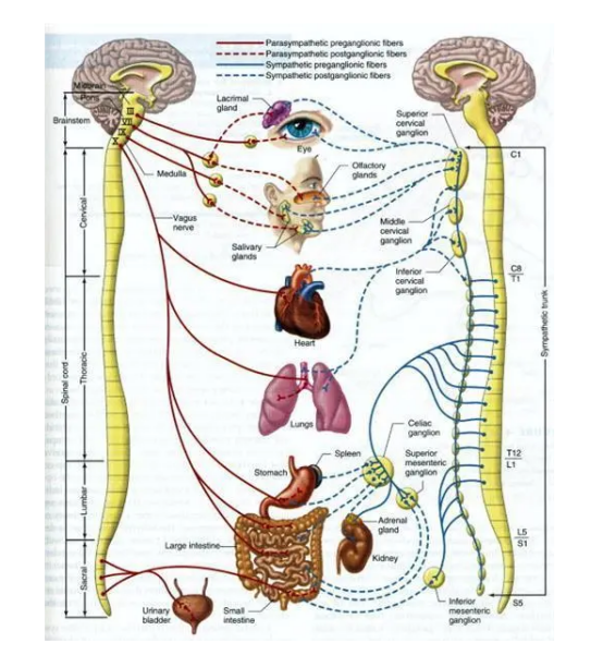 低钠血症怎么补钠(低钠血症补钠补不上去)-硒宝网