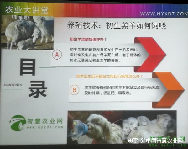 羊场怎么给羔羊补硒(给羊补硒)-硒宝网