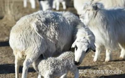 羊场怎么给羔羊补硒(给羊补硒)-硒宝网