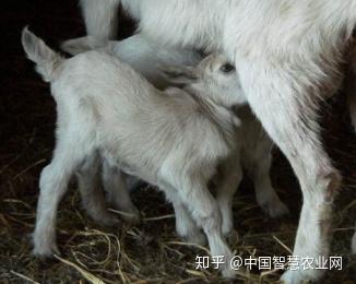 羊场怎么给羔羊补硒(给羊补硒)-硒宝网