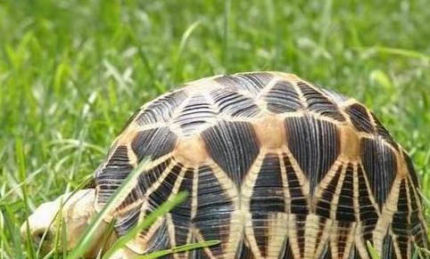 乌龟补钙吃什么(乌龟补钙吃什么药)-硒宝网