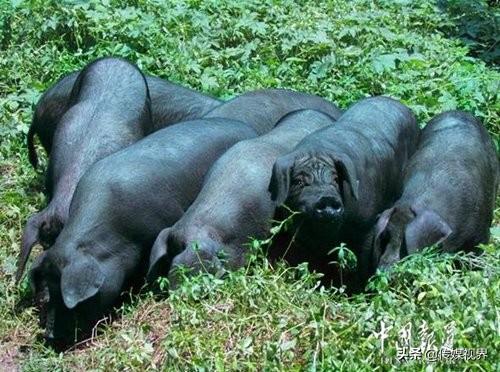 孕妇每天补硒多少钱(每天孕妇补钱硒多少)-硒宝网