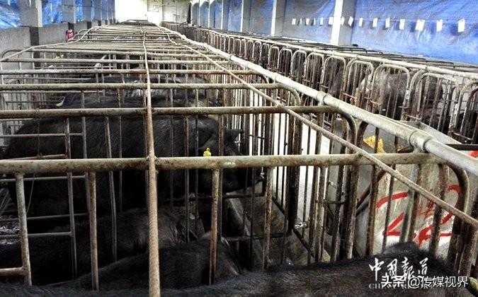 孕妇每天补硒多少钱(每天孕妇补钱硒多少)-硒宝网