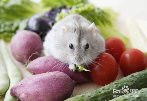 仓鼠吃什么补钙(仓鼠补钙吃什么)-硒宝网