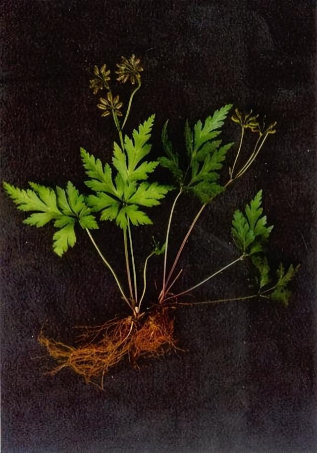 钠怎么补(钠补液量计算公式)-硒宝网