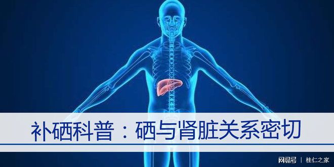 肾病可以喝补硒的吗(硒能补肾吗)-硒宝网