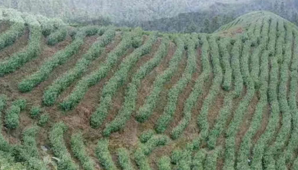 补硒的有什么药材好(药材补好硒有什么好处)-硒宝网