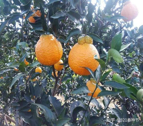 常见微量元素(常见微量元素是指哪些)-硒宝网