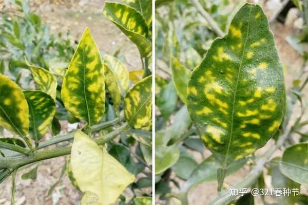 常见微量元素(常见微量元素是指哪些)-硒宝网