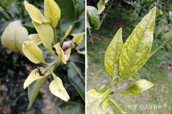 常见微量元素(常见微量元素是指哪些)-硒宝网