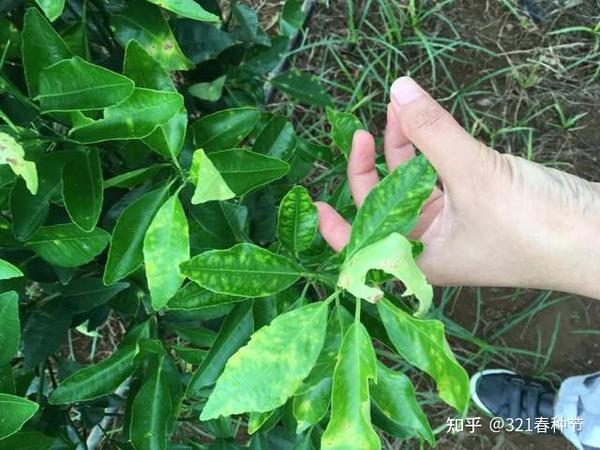 常见微量元素(常见微量元素是指哪些)-硒宝网