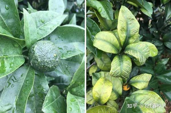 常见微量元素(常见微量元素是指哪些)-硒宝网