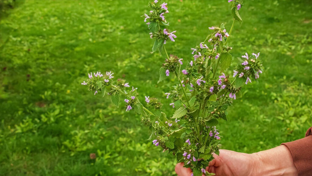 补硒过量会不会头痛（会头痛过量补硒有用吗）-硒宝网