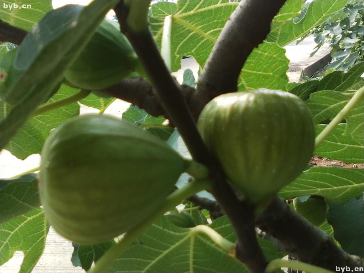 无花果怎么补硒的好（无花果含硒元素吗）-硒宝网