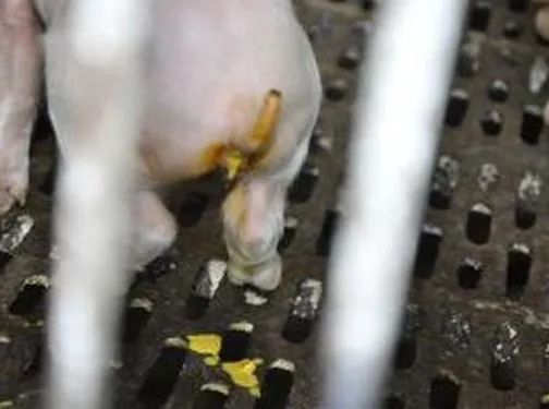 补硒最好的药是什么(补硒的药有害)-硒宝网