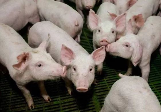 补硒最好的药是什么(补硒的药有害)-硒宝网