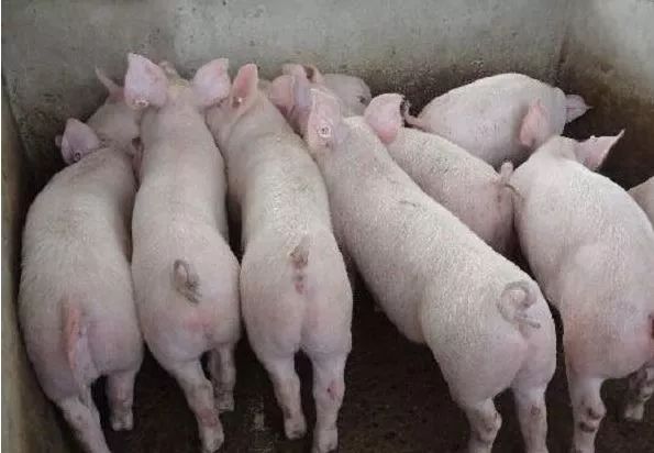 补硒最好的药是什么(补硒的药有害)-硒宝网