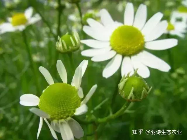 胃溃疡患者能补硒吗（胃溃疡能补硒吗）-硒宝网