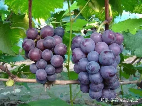 胃溃疡患者能补硒吗（胃溃疡能补硒吗）-硒宝网