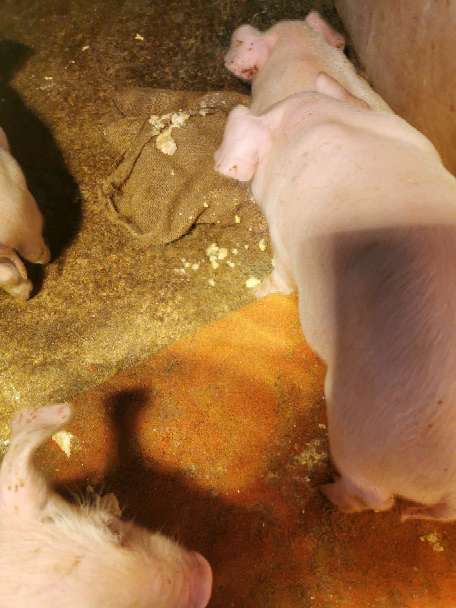 仔猪补硒腹泻怎么办（仔猪补硒吐了怎么办）-硒宝网