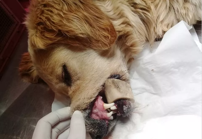 吃啥能补钙(可以补钙)-硒宝网