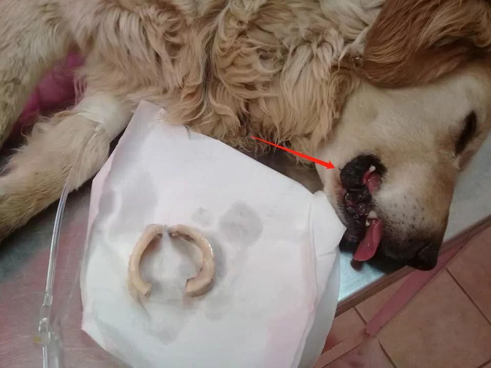 吃啥能补钙(可以补钙)-硒宝网